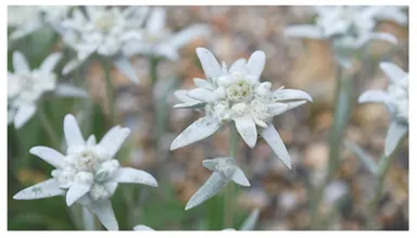 エーデルワイス（キク科）