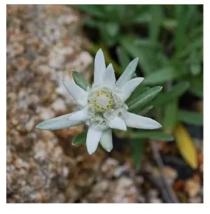 エーデルワイス　