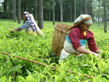 フェアトレードのティー農園