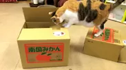 箱から箱へ渡る猫ちゃん