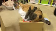 箱の上で落ち着く猫ちゃん