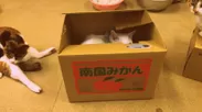 箱の中で隠れる猫ちゃん