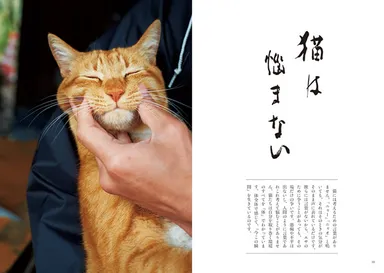 『寺ねこDAYS ねこはなやまニャい』 第一章　心が疲れたとき　より