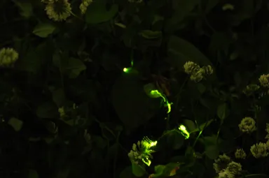 ゲンジボタル 1