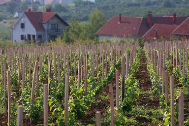 王室ワインブドウ畑