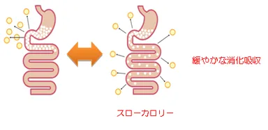 スローカロリーとは