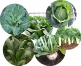 アブラナ科の野菜 イメージ
