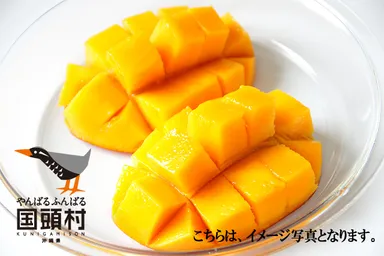 国頭村産マンゴー