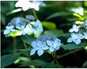 ヤマアジサイ