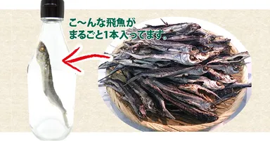 飛魚が瓶の中にまるごと一本！