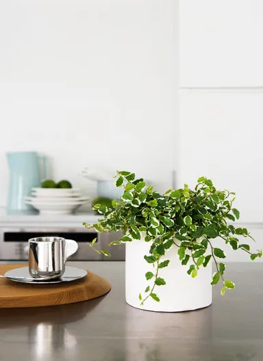 リニューアルする「マイセレクト」商品イメージ4