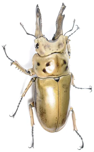 子どもイベント