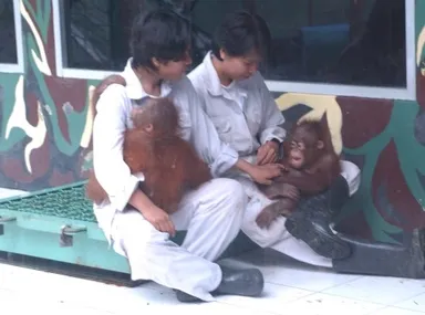 BOSのリハビリセンターで訓練中の子供のオランウータン達