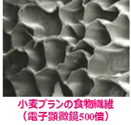 小麦ブランの食物繊維(電子顕微鏡500倍)