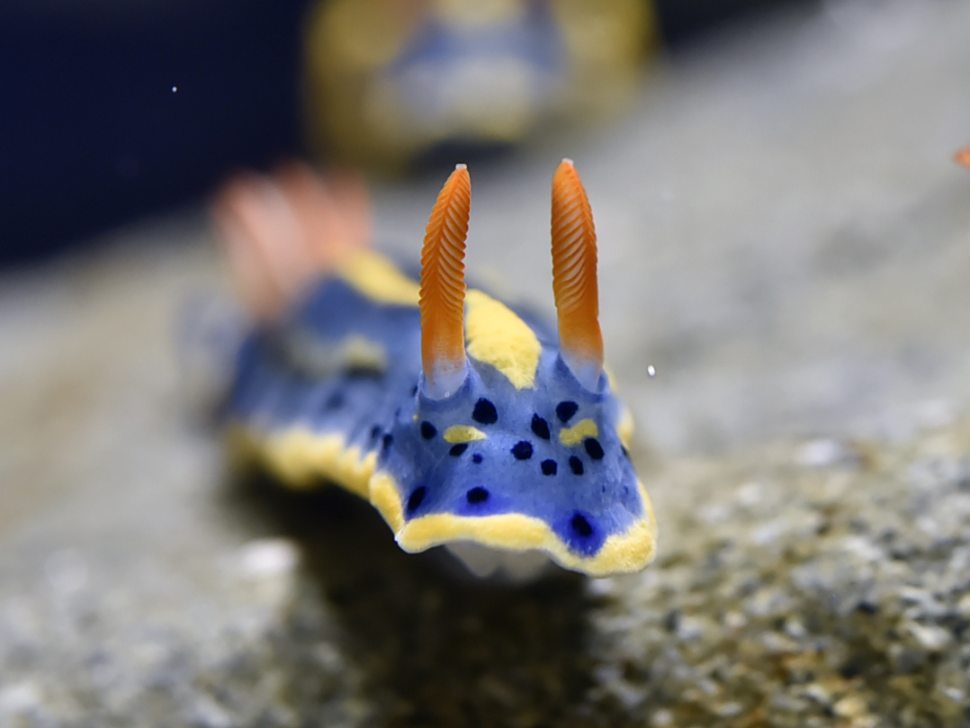 海遊館サテライトギャラリー ウミウシminimini水族館 6 25拡大リニューアル 株式会社 海遊館のプレスリリース