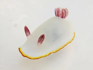 シラヒメウミウシ