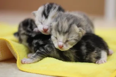 ブリーダーだからできる産まれたての「スコティッシュフォールド」の赤ちゃんも見れるかも！？