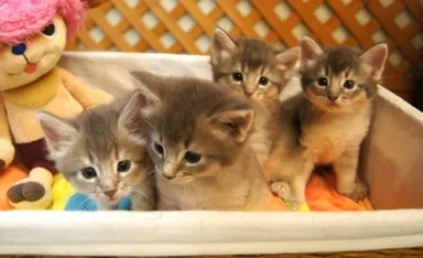 鳴き声が魅力的なソマリ