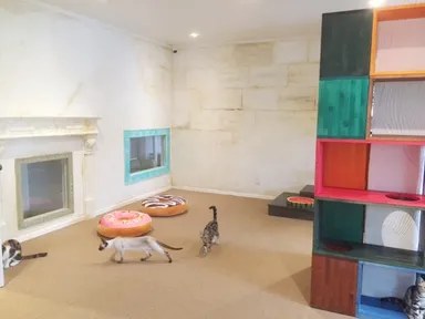 触ったり自由に遊んだりできる猫カフェ