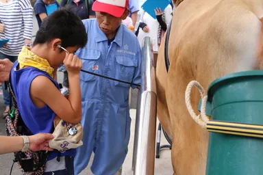 聴診器を使って、牛の心音確認