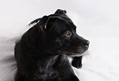 ペットルーム イメージ