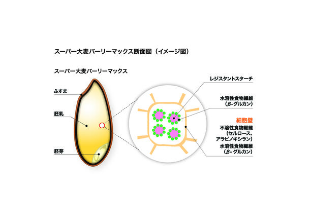 スーパー大麦バーリーマックス断面図(イメージ図)