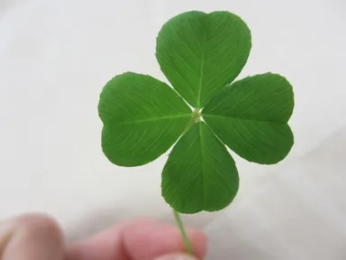 クローバーイメージ