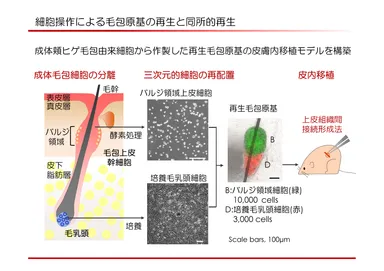 細胞操作毛包原基再生