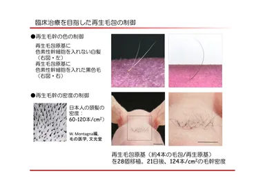 再生毛包制御