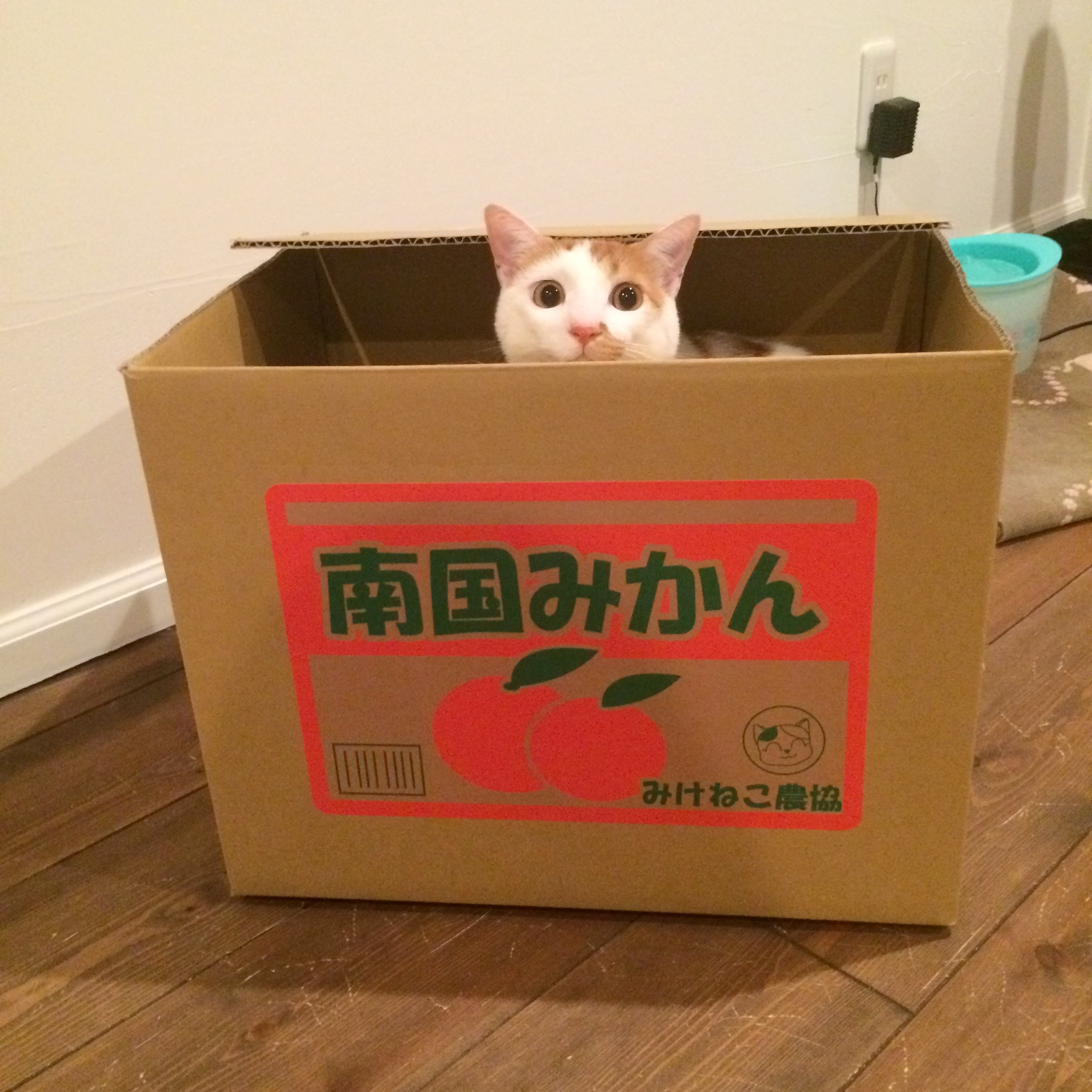 なぜ、猫は箱に入りたがるの？！リアルいたずらBANK フォト＆ムービーコンテストサイト公開開始！｜株式会社シャインのプレスリリース