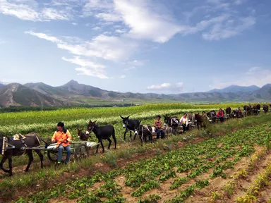アキョウの産地、中国山東省東阿県