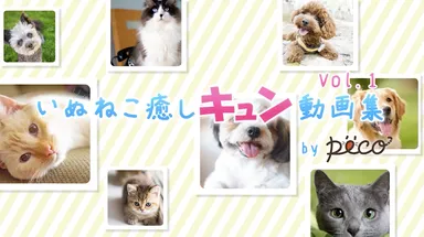 AbemaTV×PECO番組TOP