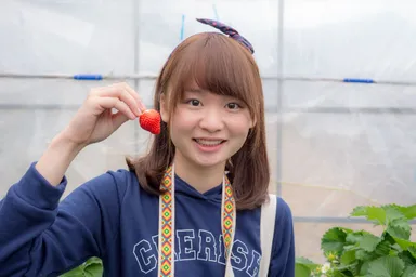 いちごの収穫体験