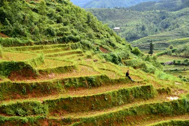 ベトナムの棚田