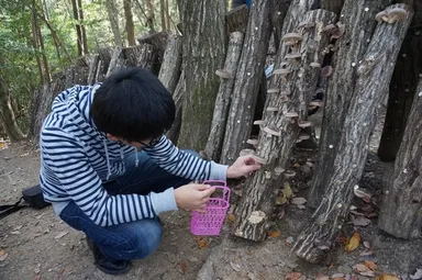 しい茸ランドかさや きのこ狩りの様子
