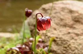 サラセニア　花