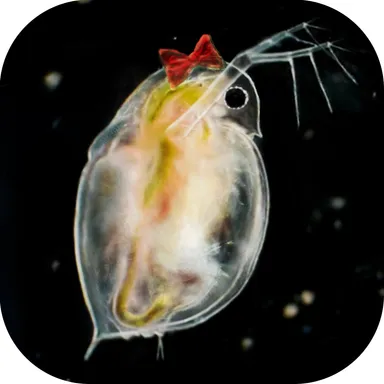 アイコン(角丸)