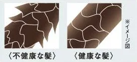 髪のイメージ図