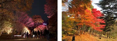 左：紅葉ライトアップ(イメージ)　右：園内の紅葉