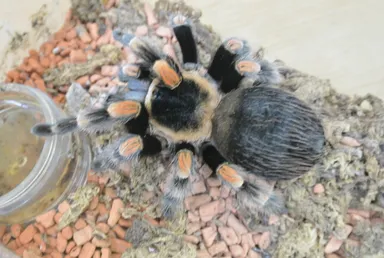 メキシカンレッドニータランチュラ