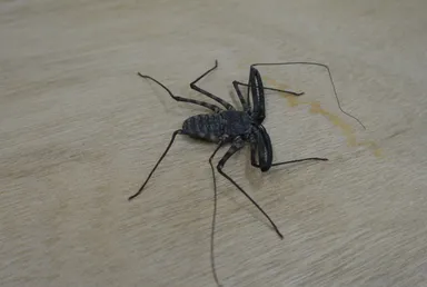 タンザニア バンデッド ウデムシ