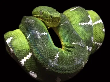 エメラルドツリーボア