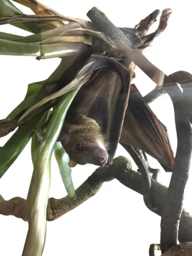 エジプトルーセットオオコウモリ