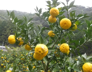 ゆず栽培風景