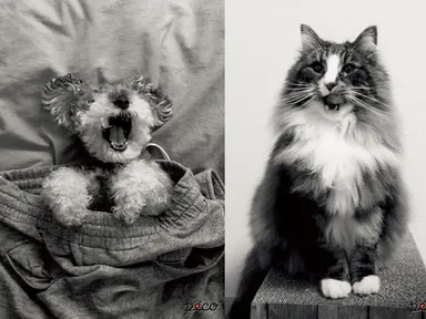 ポスターイメージ