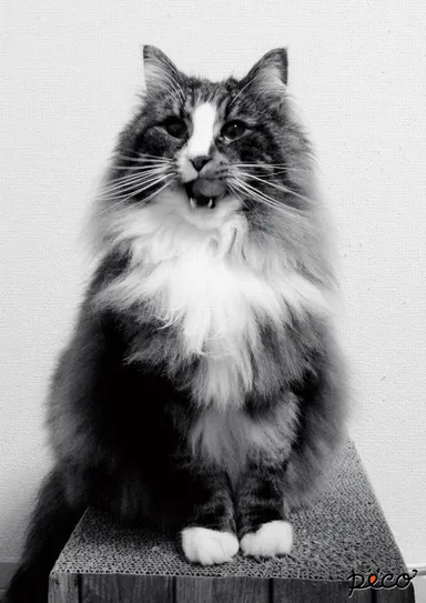 ポスターイメージ1