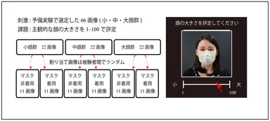 「顔の大きさ知覚に及ぼすマスク着用効果」の検証イメージ