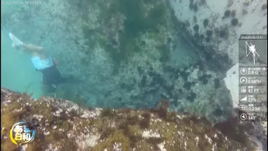 素潜りの様子2