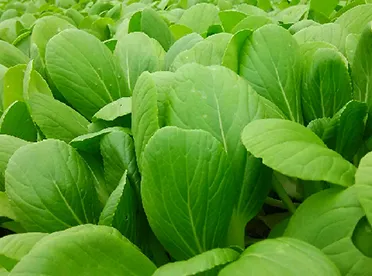 ミニチンゲン菜