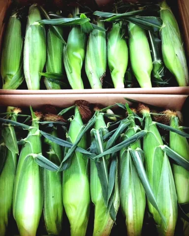 とうもろこし 1